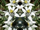 Edelweisse