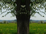 Frühlingsbaum 2