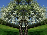 Frühlingsbaum 5