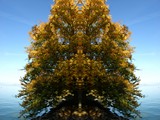 Herbstbaum 2