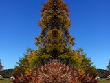 Herbstbaum 4