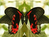 Schmetterling 7