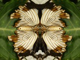 Schmetterling 8