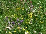 12-Juni-08 007