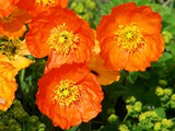 14-Juni-07 403a