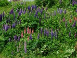 14-Juni-07 454