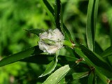 19-Juni-07 100