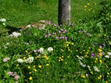 19-Juni-07 199