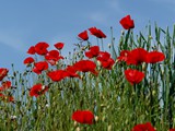 22-Mai-07 211