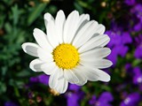 22-Mai-07 233