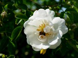 24-Mai-07 109