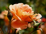 25-Mai-07 050