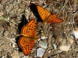 26-Juli-07 417