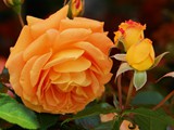 29-Juni-07 024