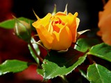 29-Juni-07 026