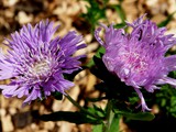 29-Juni-07 049
