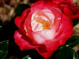 29-Juni-07 097