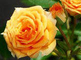 29-Juni-07 119