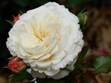 29-Juni-07 146