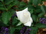 29-Juni-07 148