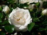 29-Juni-07 177