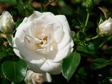 29-Juni-07 178