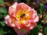 29-Juni-07 190