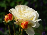 29-Juni-07 367