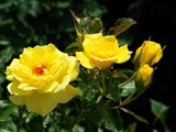 29-Juni-07 371