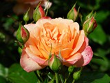 29-Juni-07 405