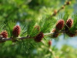 30-Mai-07 031