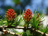 30-Mai-07 040