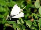 30-Mai-07 241